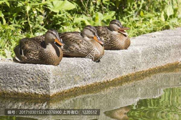 三只鴨子在水上
