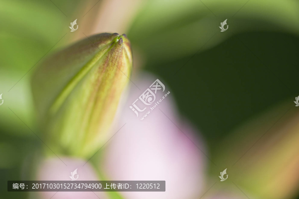 芽的細(xì)節(jié)01