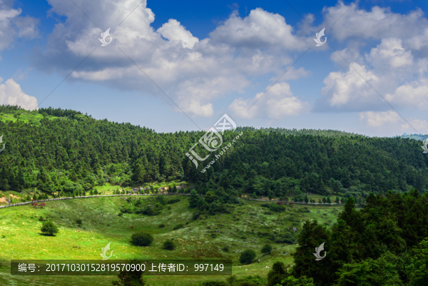 森林,武隆仙女山風(fēng)光