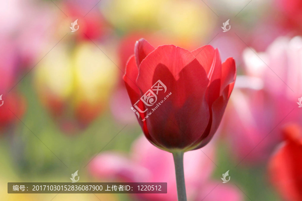 紅色的郁金香