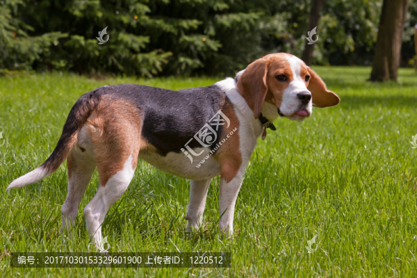 比格犬