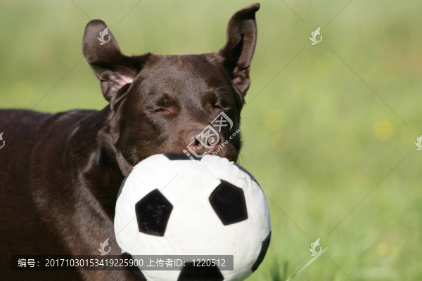 拉布拉多獵犬