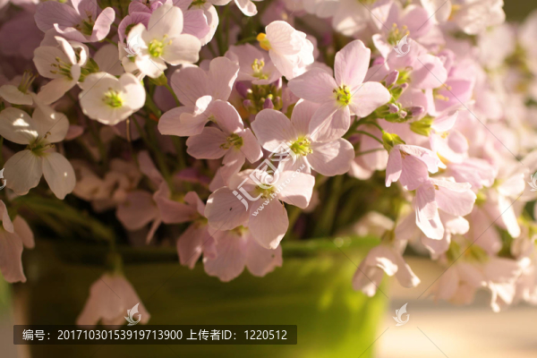 花卉