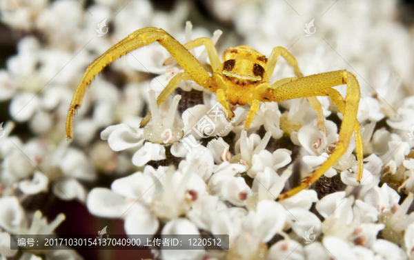 黃krabenspinne