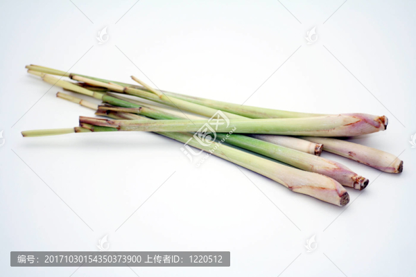 檸檬草