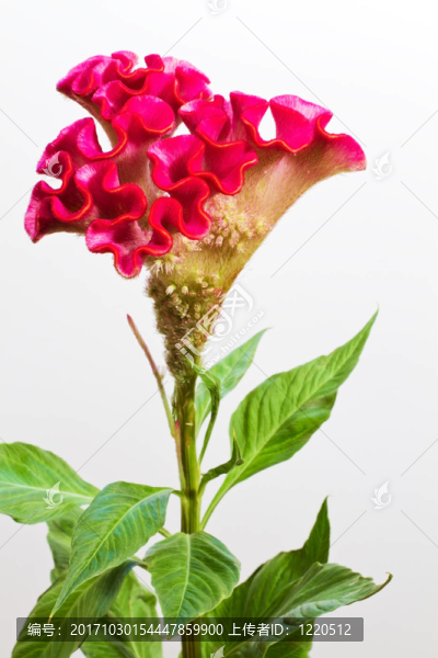 雞冠花