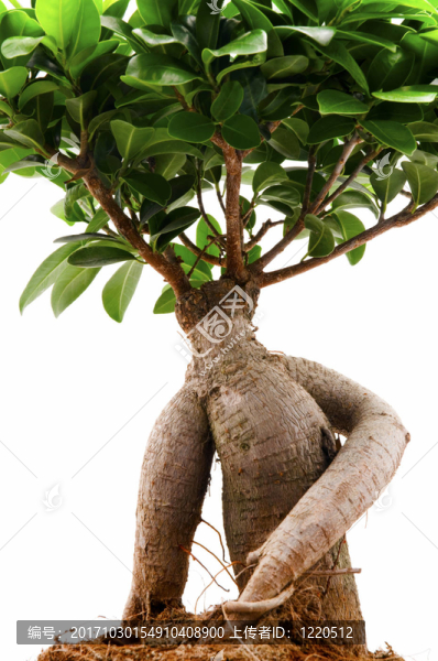 樹宏
