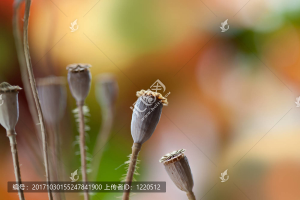 干罌粟膠囊秋季圖片
