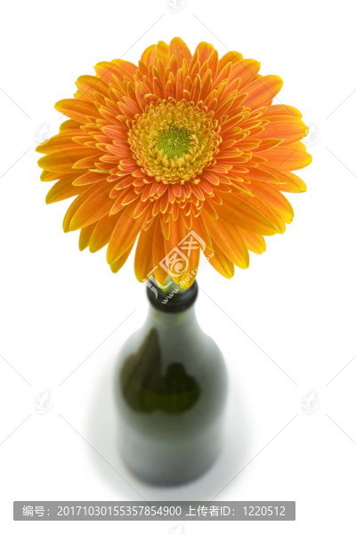 花卉