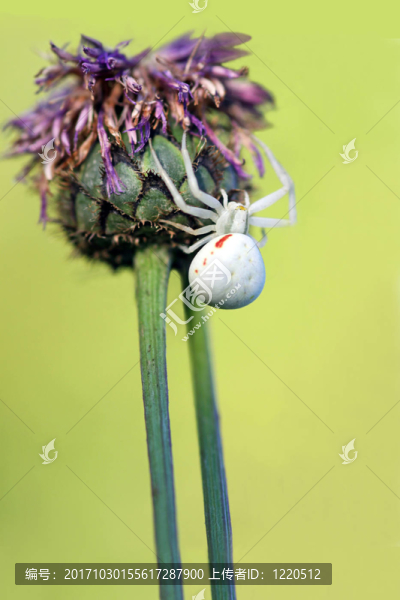 蟹蛛Misumena,vatia,],[