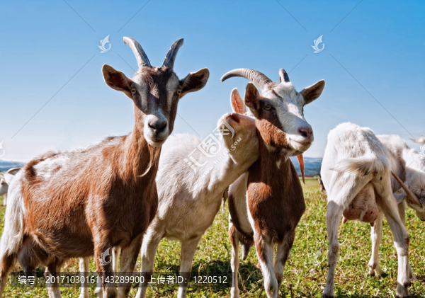 動物