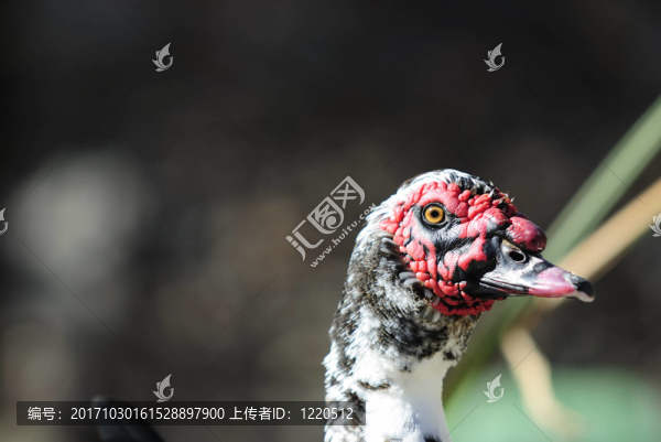 鳥的肖像
