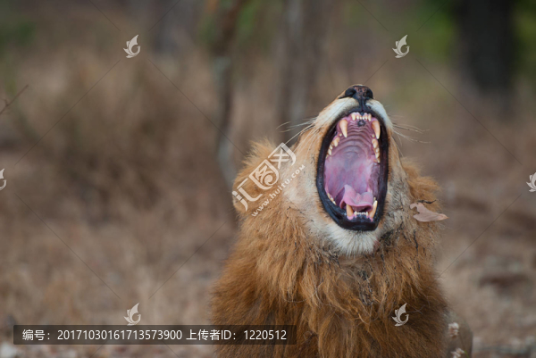 獅子