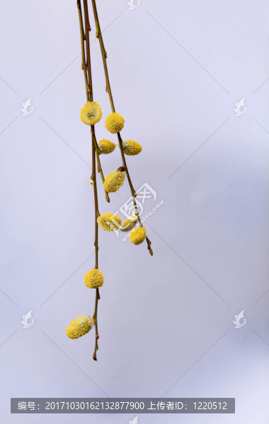 柔荑花序枝的柳樹芽紫色花粉蓬松的春天