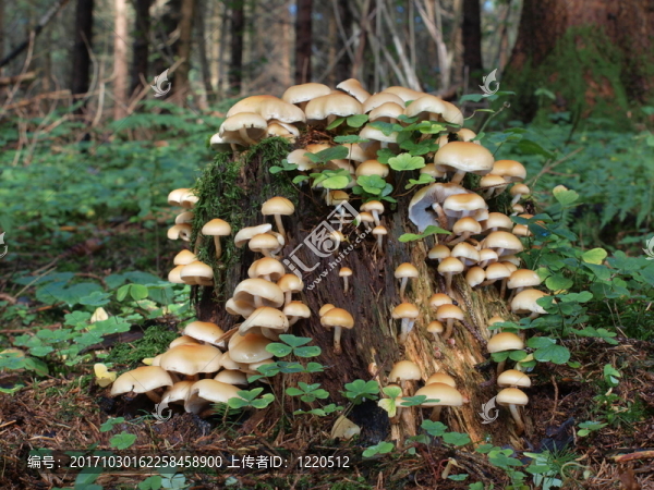 rauchblttrige,Hypholoma