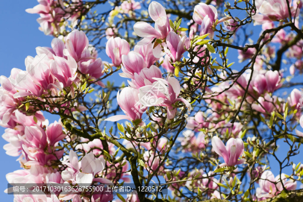magnolienblte