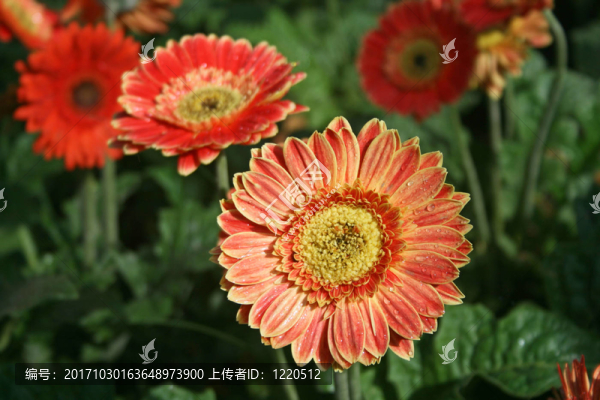 太陽雨后