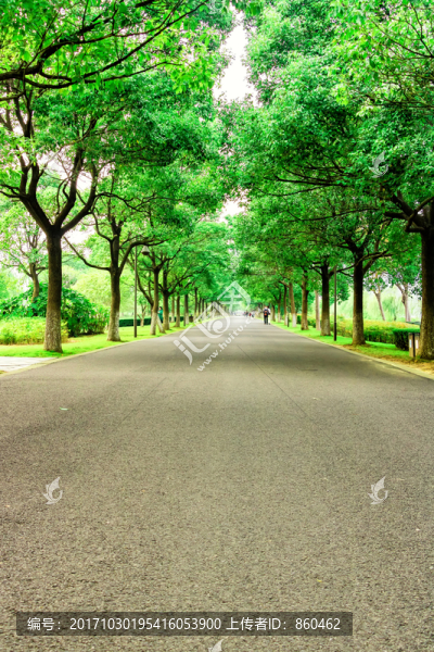 林蔭路
