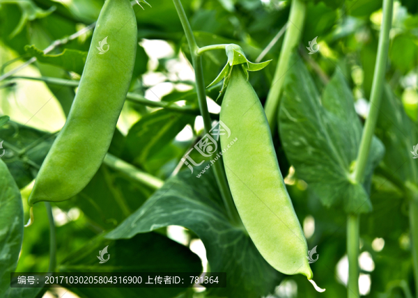 扁豆種植,荷蘭豆
