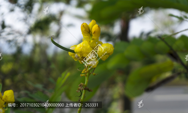 翅莢決明花