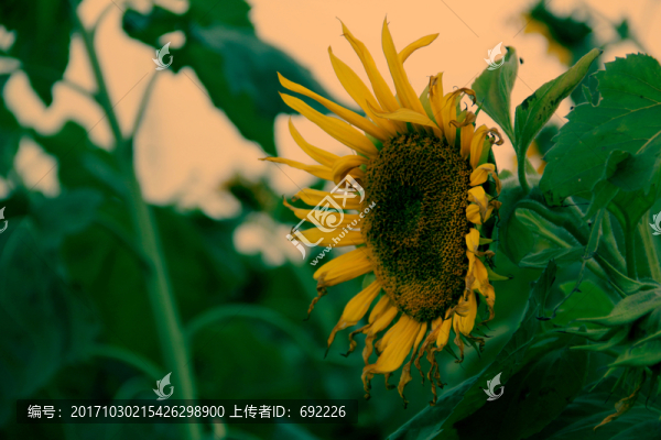 向日葵