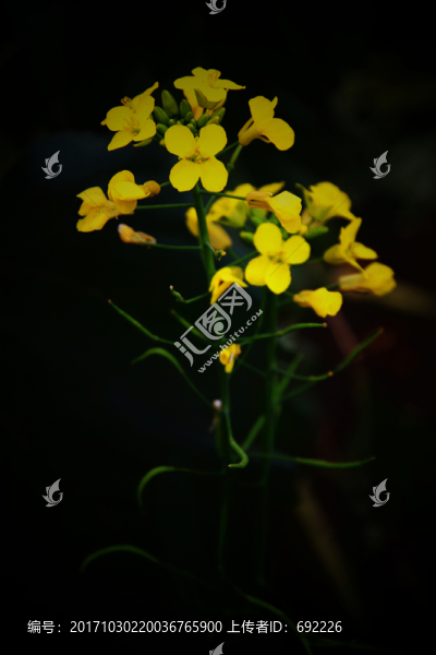 油菜花