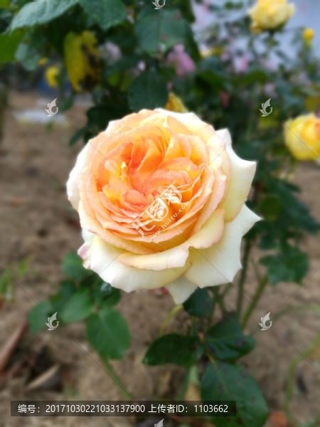 黃色玫瑰花