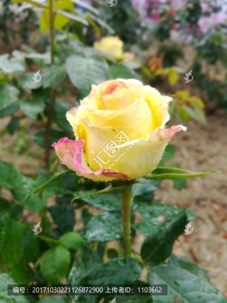 黃色玫瑰花