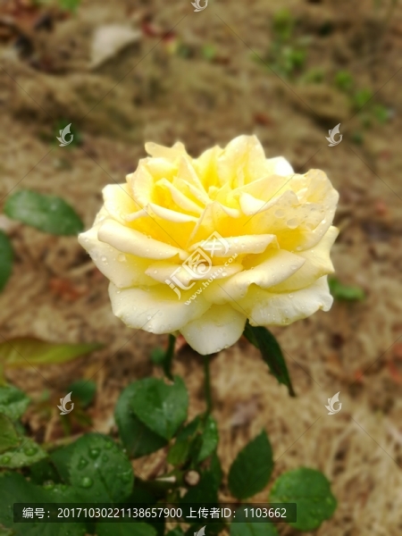 玫瑰花