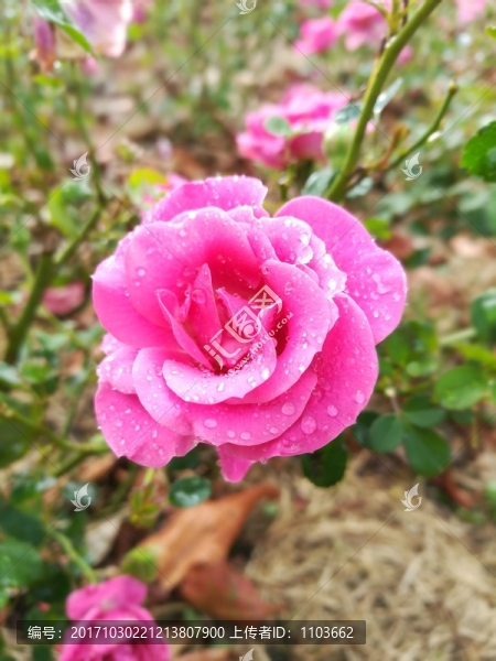 盛開的玫瑰花