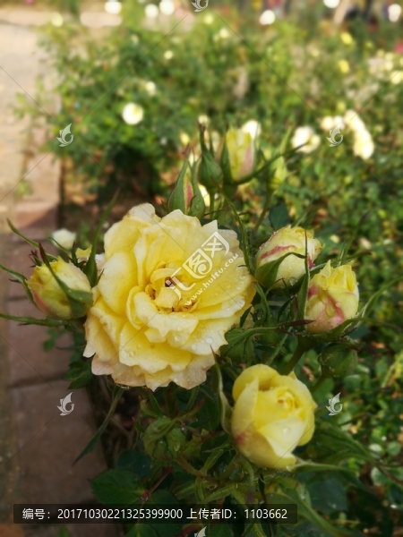 黃色的玫瑰花
