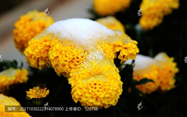雪景,雪花,植物,花卉