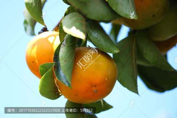 柿子