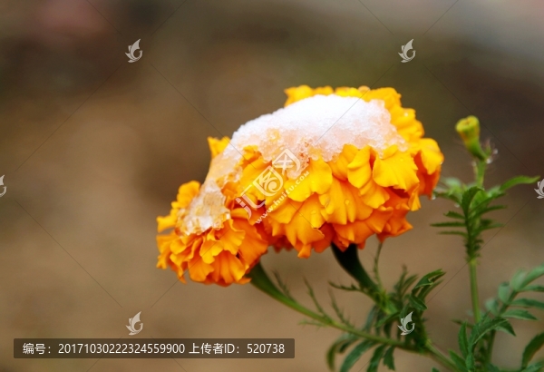 雪景,雪花,植物,花卉