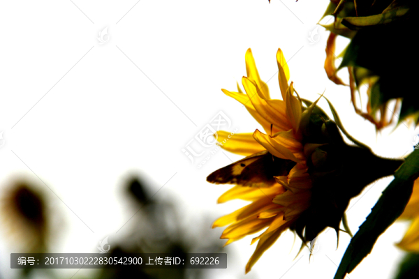 向日葵
