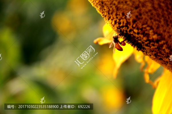 蜂花戀