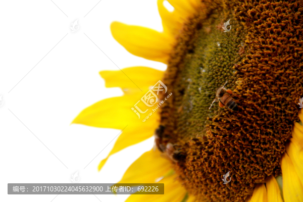蜂花戀