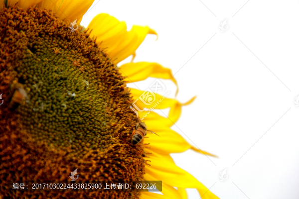 蜂花戀
