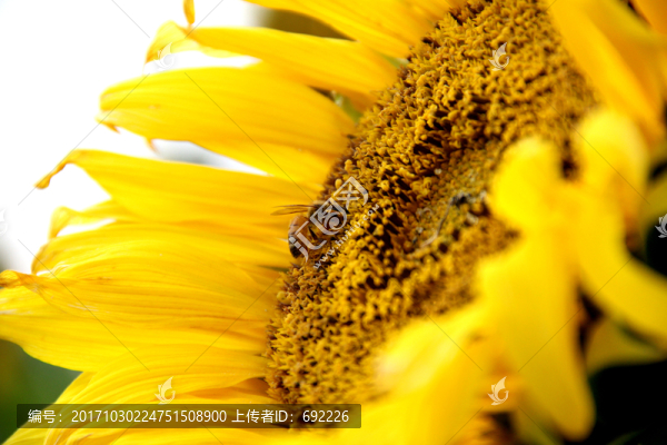蜂花戀
