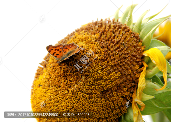 蝶花戀
