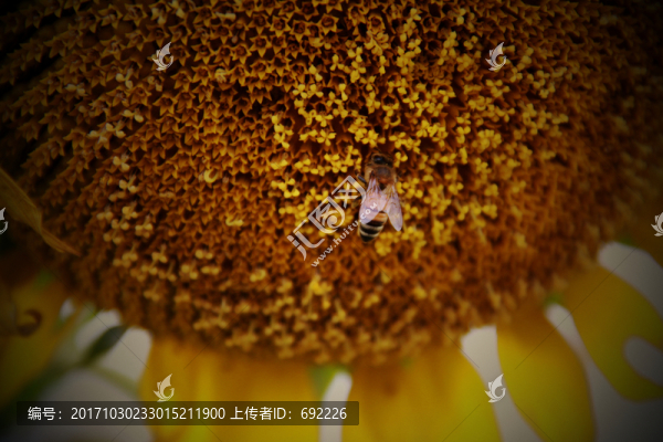 蜂花戀