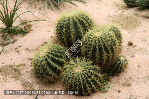 仙人球