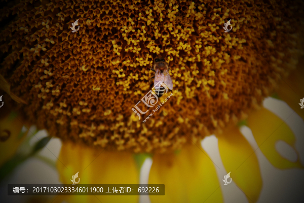 蜂花戀