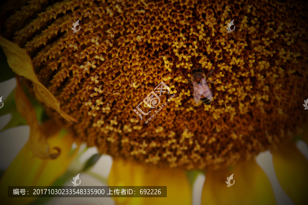蜂花戀