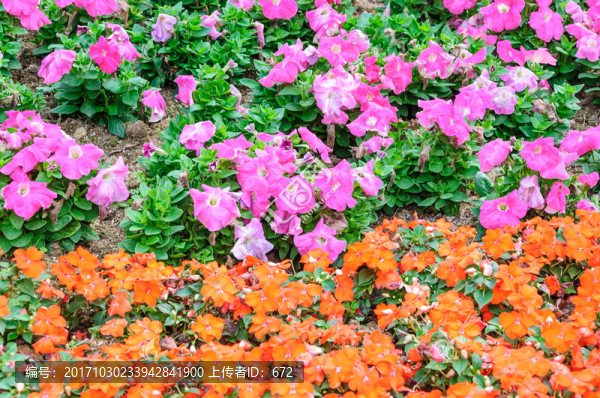 鳳仙花