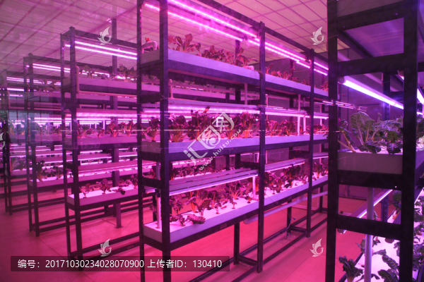 蔬菜工廠