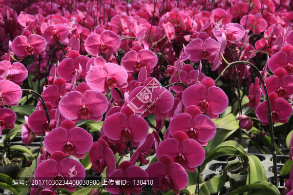 蝴蝶蘭