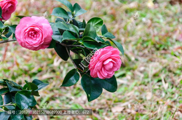 茶花