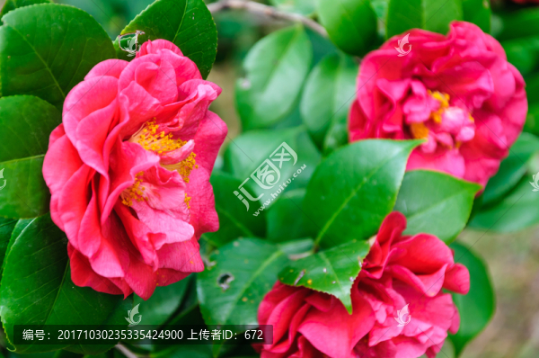茶花