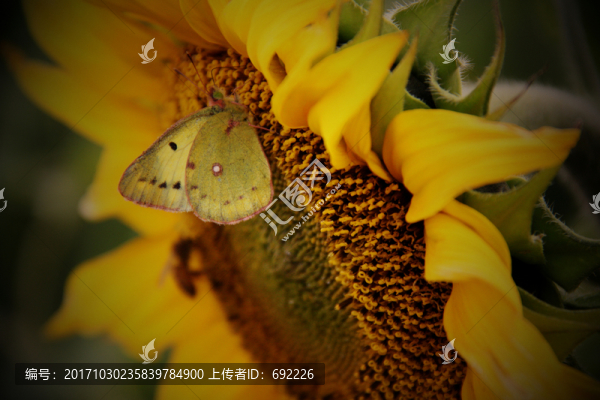 蝶花戀
